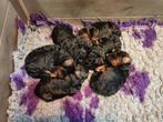 Kleine medium labradoodle pups, 8 tot 15 weken, Meerdere, Meerdere dieren, Middel