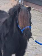 ❤️Mooie gitzwarte mini merrie ❤️, Dieren en Toebehoren, Pony's, Gechipt, 0 tot 2 jaar, Hengst, A pony (tot 1.17m)