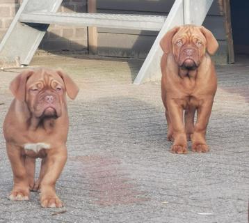 Bordeauxdog Bordeaux dog pups  teefjes super mooi