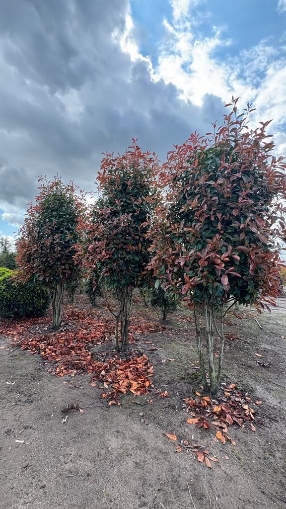 Photinia fraseri Red Robin Glansmispel in maten, Tuin en Terras, Planten | Bomen, Overige soorten, 100 tot 250 cm, Halfschaduw