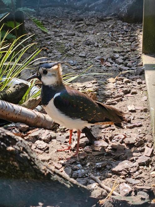 Europese kievit man, Dieren en Toebehoren, Vogels | Overige Vogels, Wildzangvogel, Mannelijk, Geringd