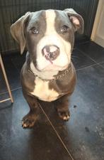 Super lieve Bullys xxl, 15 weken tot 1 jaar, Reu, Bulldog, Meerdere