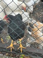 Dubbel gezoomde barnevelders zwarte, Dieren en Toebehoren, Pluimvee, Meerdere dieren, Kip
