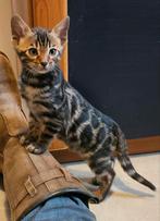 Bengaalse kittens te koop 1 poesje ,4 katers 9 weken ., Meerdere dieren