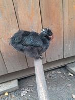 Usa zijndehoen split motteld HENNETJES, Dieren en Toebehoren, Pluimvee, Vrouwelijk, Kip