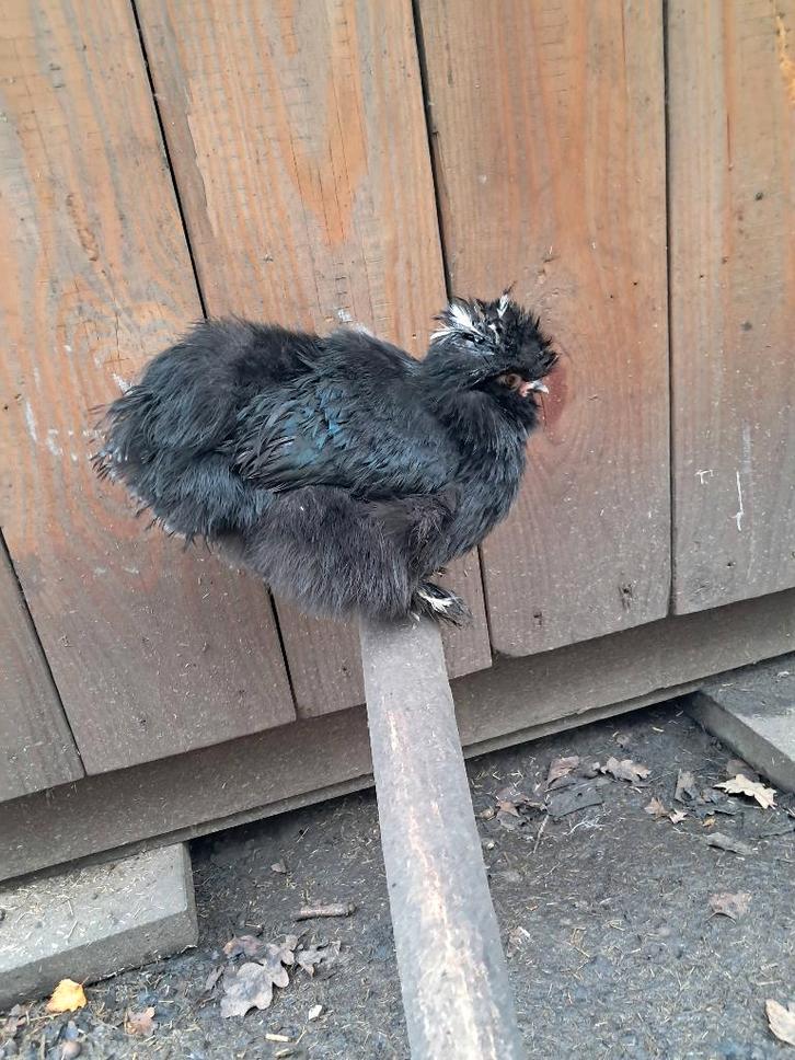 Usa zijndehoen split motteld HENNETJES, Dieren en Toebehoren, Pluimvee, Kip, Vrouwelijk