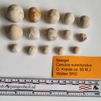15 fossiele zee-egels wullen Conulus subrotundus, Ophalen of Verzenden, Fossiel