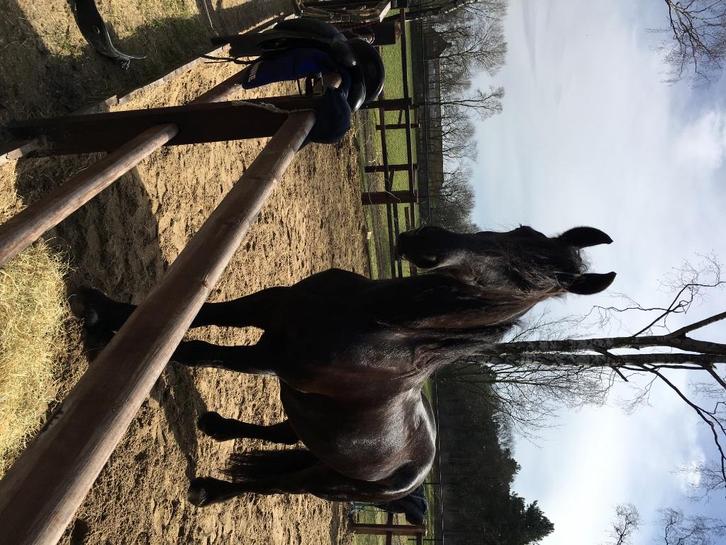 Arabo fries, Dieren en Toebehoren, Paarden, Merrie, ZZ, 160 tot 165 cm, 11 jaar of ouder, Recreatiepaard, Ontwormd
