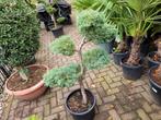 Juniperus grau vormsnoei, Ophalen, Overige soorten