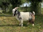 Landgeiten bok, Dieren en Toebehoren, Mannelijk, Geit