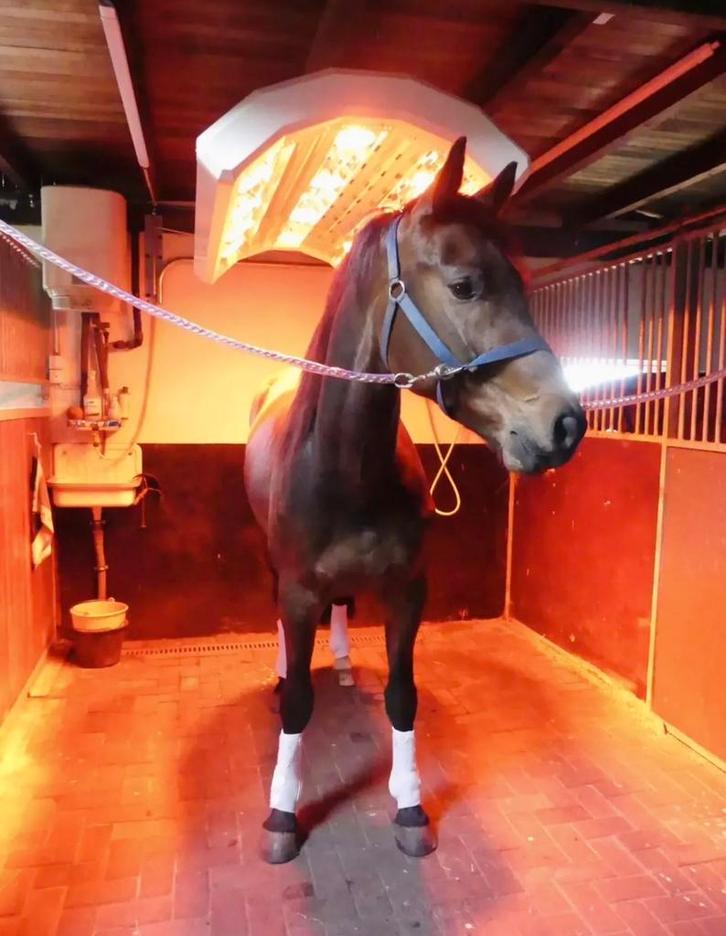 Solarium, Paardensolarium met lift & ventilator, Dieren en Toebehoren, Paarden en Pony's | Overige Paardenspullen, Nieuw, Overige soorten