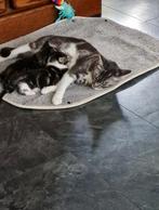 "Lief  klein poesje zoekt een warm en zorgzaam thuis.", Dieren en Toebehoren, Katten en Kittens | Raskatten | Langhaar, Poes, Ontwormd