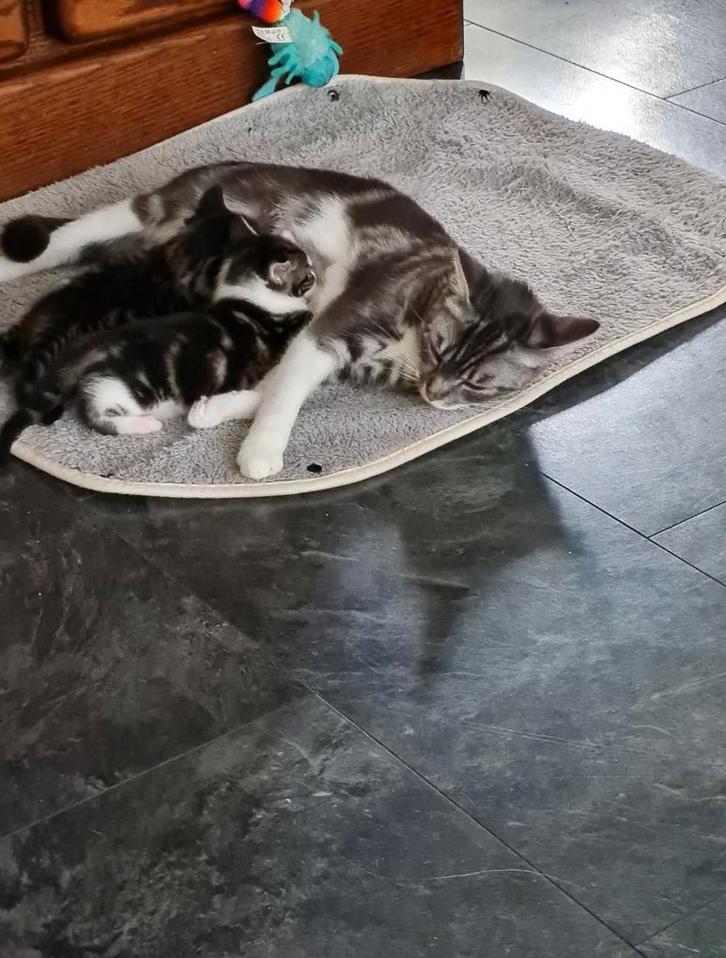 "Lief  klein poesje zoekt een warm en zorgzaam thuis.", Dieren en Toebehoren, Katten en Kittens | Raskatten | Langhaar, Poes, Ontwormd