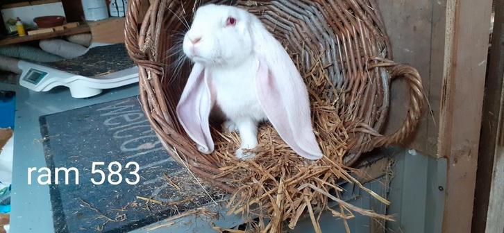 Engelse hangoren te koop, Dieren en Toebehoren, Konijnen, Middelgroot, Meerdere dieren, 0 tot 2 jaar, Hangoor