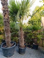 Trachycarpus fortunei winterharde palmboom, Tuin en Terras, Planten | Bomen, 100 tot 250 cm, Zomer, Palmboom, Ophalen