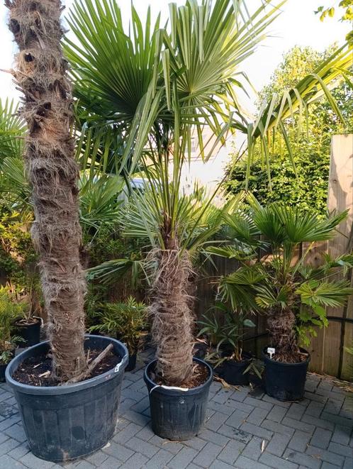 Trachycarpus fortunei winterharde palmboom, Tuin en Terras, Planten | Bomen, Palmboom, 100 tot 250 cm, Volle zon, Zomer, Ophalen
