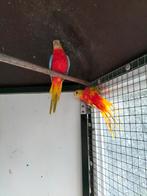 Vogels turquoisine roodbuik, Dieren en Toebehoren, Meerdere dieren, Parkiet
