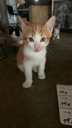 2 rood witte katertjes, Dieren en Toebehoren, Katten en Kittens | Overige Katten, Kater