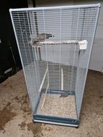 Mooie koppel californische kuifkwartels, Dieren en Toebehoren, Vogels | Overige Vogels, Meerdere dieren