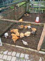 Hanen, Dieren en Toebehoren, Mannelijk, Kip