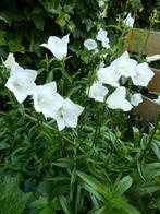 Campanula klokje, Tuin en Terras, Zomer, Ophalen of Verzenden, Volle zon