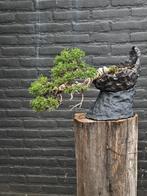 juniperus Itoigawa bonsai, Ophalen, Bloeit niet, Halfschaduw, Overige soorten