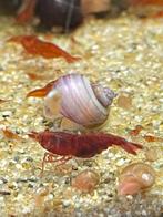 Appelslakken, Slak of Weekdier, Zoetwatervis