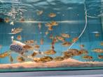 Tilapia Mariae, Vis, Zoetwatervis