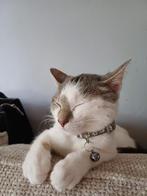 5 mnd oude kitten te koop, Dieren en Toebehoren, Katten en Kittens | Raskatten | Korthaar, Kater, Ontwormd, 0 tot 2 jaar