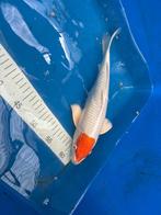 Te koop japanse koi tancho, Dieren en Toebehoren, Vissen | Vijvervissen, Karper of Koi