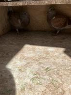 2 prachtige rode jonge postduiven uit Barcelona fondduif, Dieren en Toebehoren, Vogels | Duiven, Meerdere dieren, Postduif