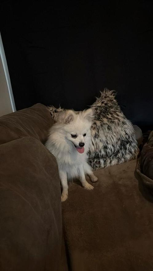 Pompriaan reu, Dieren en Toebehoren, Honden | Chihuahua's en Gezelschapshonden, Reu, Overige rassen, Particulier, Eén hond, Nederland