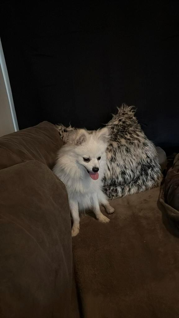 Pompriaan reu, Dieren en Toebehoren, Honden | Chihuahua's en Gezelschapshonden, Reu, Overige rassen, Particulier, Eén hond, Nederland