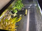 Aquarium, Dieren en Toebehoren, Vissen | Aquariumvissen, Overige typen