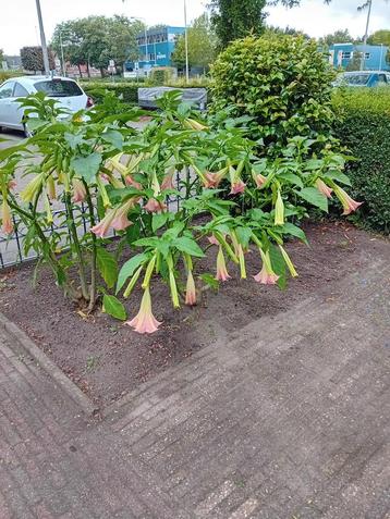 Deze planten zijn nu te koop en volgend jaar weer opnieuw beschikbaar voor biedingen