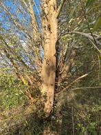 Gratis stookhout zelf kappen, Ophalen, Overige houtsoorten