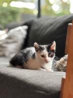 Prachtige zwart/witte kitten te koop, Dieren en Toebehoren, Katten en Kittens | Overige Katten, Poes, Kortharig, 0 tot 2 jaar