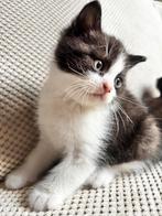 Britse langhaar x Europese langhaar, Dieren en Toebehoren, Katten en Kittens | Raskatten | Langhaar, Meerdere dieren, 0 tot 2 jaar