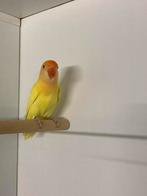 Agapornis Fischeri Crème Ino Roodoog, Dieren en Toebehoren, Vogels | Parkieten en Papegaaien, Mannelijk, Dwergpapegaai of Agapornis