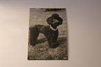 Z/w Honden Postkaart - Bruine jonge Poedel, POPP, Germany, Verzamelen, Ansichtkaarten | Dieren, 1940 tot 1960, Ongelopen, Verzenden