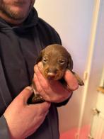 Dwergteckel pups, Dieren en Toebehoren, Honden | Teckels en Dashonden, CDV (hondenziekte), 8 tot 15 weken, Korthaar, Dwerg