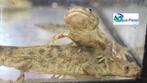 Spaanse Ribbensalamander, Amfibie, Tam, 0 tot 2 jaar