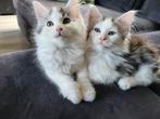 Maine coon kittens (katers), Dieren en Toebehoren, Kater, Ingeënt