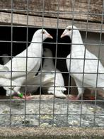 Witte post duiven  te huur, Dieren en Toebehoren, Vogels | Duiven, Postduif