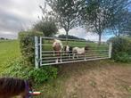 Te koop weide hek/poort nieuw, Weidegang, 4 paarden of pony's of meer