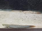 Diverse Polypterus Soorten XL Formaat, Vis, Zoetwatervis