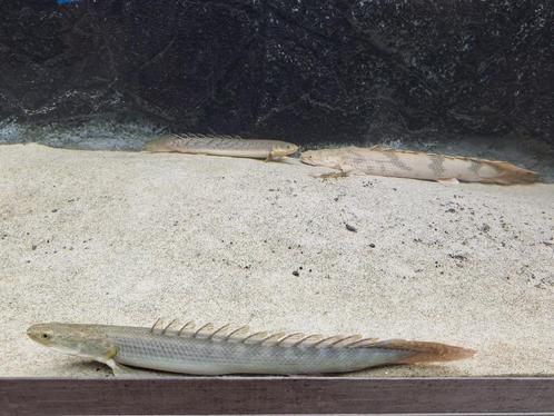 Diverse Polypterus Soorten XL Formaat, Dieren en Toebehoren, Vissen | Aquariumvissen, Zoetwatervis, Vis