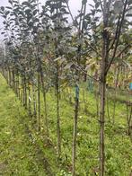 Jonge fruitbomen. Peren . Appels . Pruimen, Ophalen of Verzenden, Minder dan 100 cm, Overige soorten, Lente