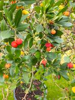 Arbutus andrachne - Griekse Aardbeiboom, Herfst, Overige soorten, 100 tot 250 cm, Ophalen