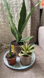 Sansevieria trio., Huis en Inrichting, Kamerplanten, Ophalen of Verzenden, Halfschaduw, Minder dan 100 cm